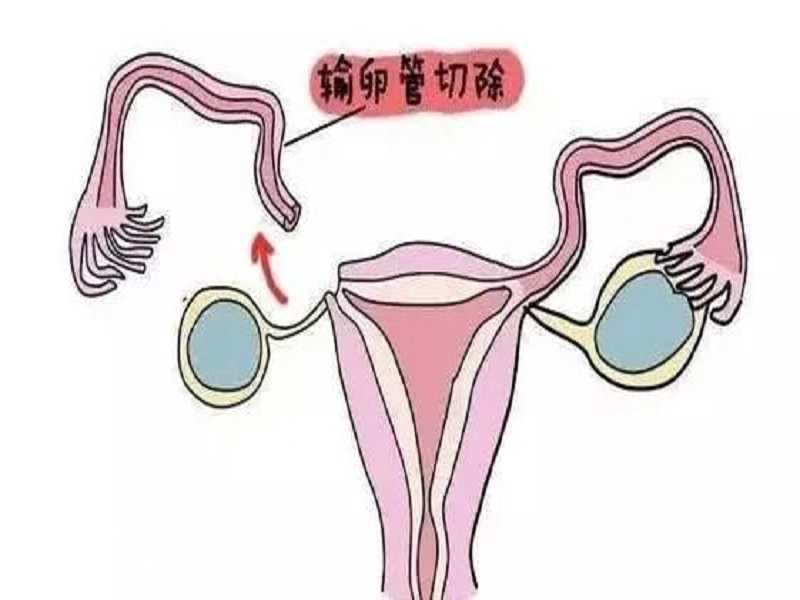 北大深圳医院供卵试管数据公布