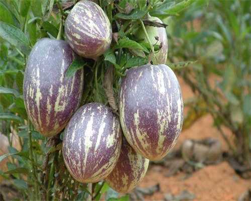 深圳寻代供卵试管妈妈,在深圳做试管婴儿成功率是多少?在深圳做试管婴儿需