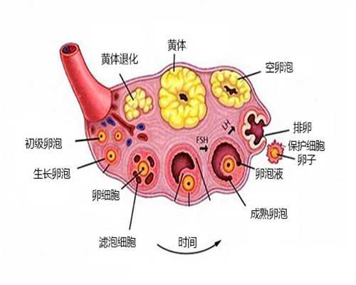 国内供卵一次成功的概率大吗,
              抗缪勒氏管激素偏低不吃药怎么补能